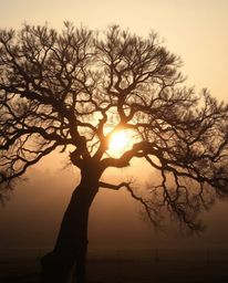 A dreamy soft light illuminates a hazy sunset behind a twisted oak tree; diffused shadows and subtle illumination create a ge