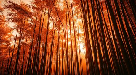 A surreal infrared toned image captures a bamboo forest bathed in the warm light of a setting sun, presenting an otherworldly