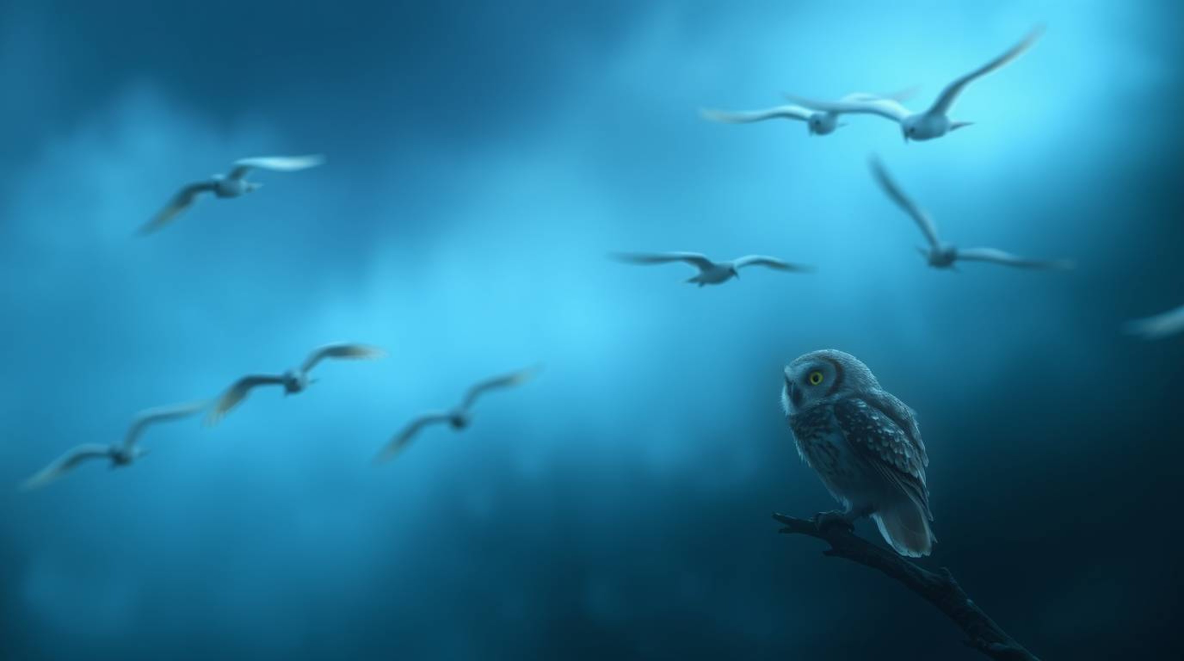 This piece of long exposure photography, characterized by a cinematic haze and an ethereal feel, captures a blind owl in a di
