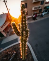 An overhead, bird's-eye view candid street photograph captures a desert cactus glowing in the last rays of the sun. This uniq