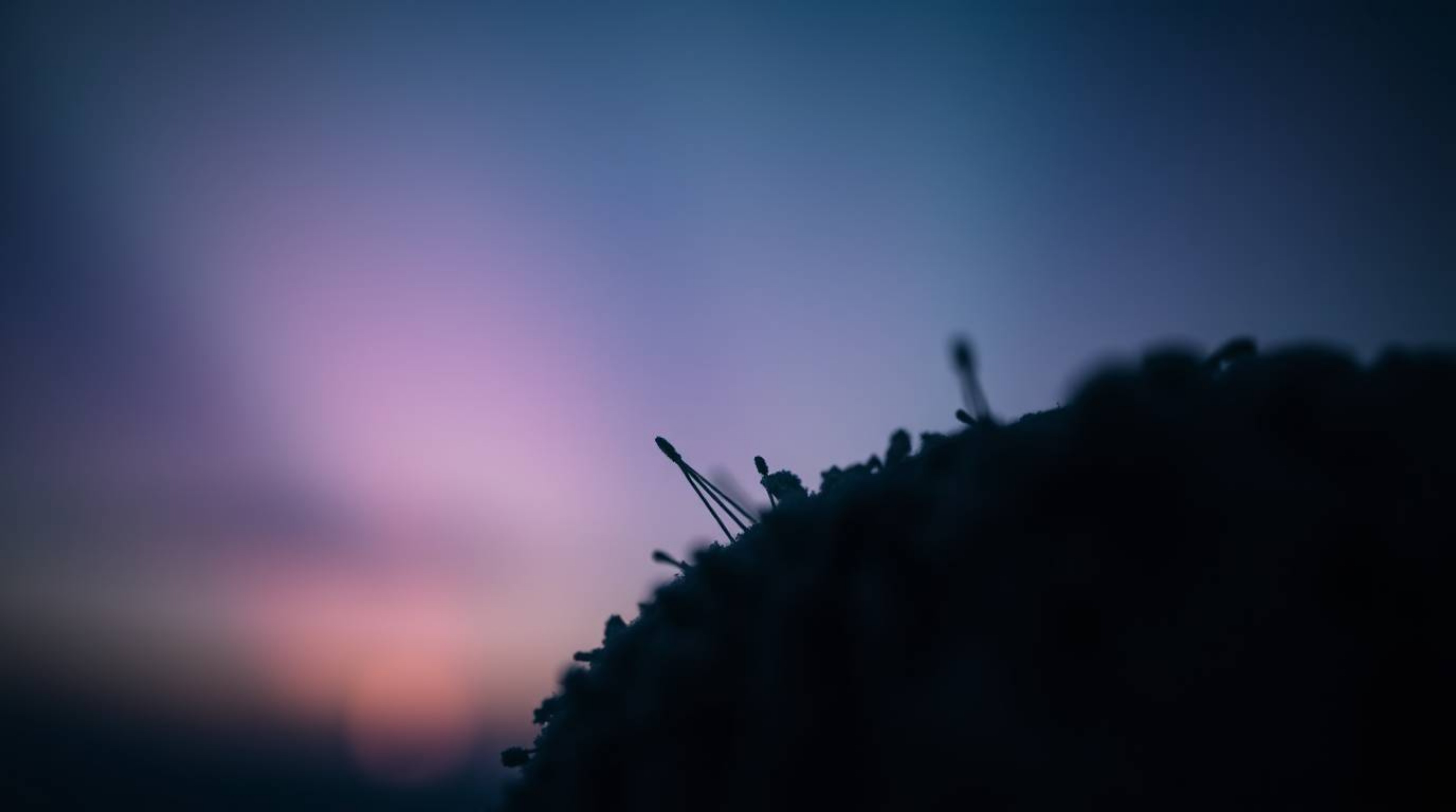 Explore the mesmerizing world of extreme macro photography with a moody, aurora borealis gradient texture. This artwork captu