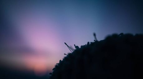 Explore the mesmerizing world of extreme macro photography with a moody, aurora borealis gradient texture. This artwork captu
