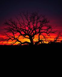 A dramatic, cinematic sunset scene featuring an old oak tree with twisted branches. In this stunning depiction, bioluminescen