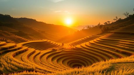 Experience the warm, golden glow of a sunset over breathtaking rice terraces, captured in a professional photography style. T