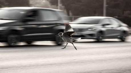 Capture the essence of speed and timeless elegance with this classic black and white photograph featuring a fast-running bird