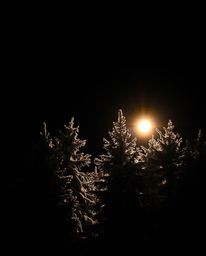 An intense jet black image showcases the stark contrast of sunset light sparkling on snowy pine trees. With a focus on pure b