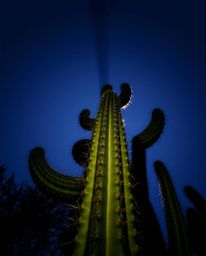 From a low angle, a desert cactus glows gently, bathed in soft light. This upward perspective creates a dramatic effect, emph