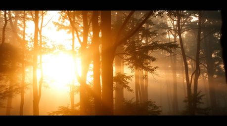 A captivating photograph showcases the ethereal beauty of a sunset filtering through a dense forest.  Soft cinematic haze cre