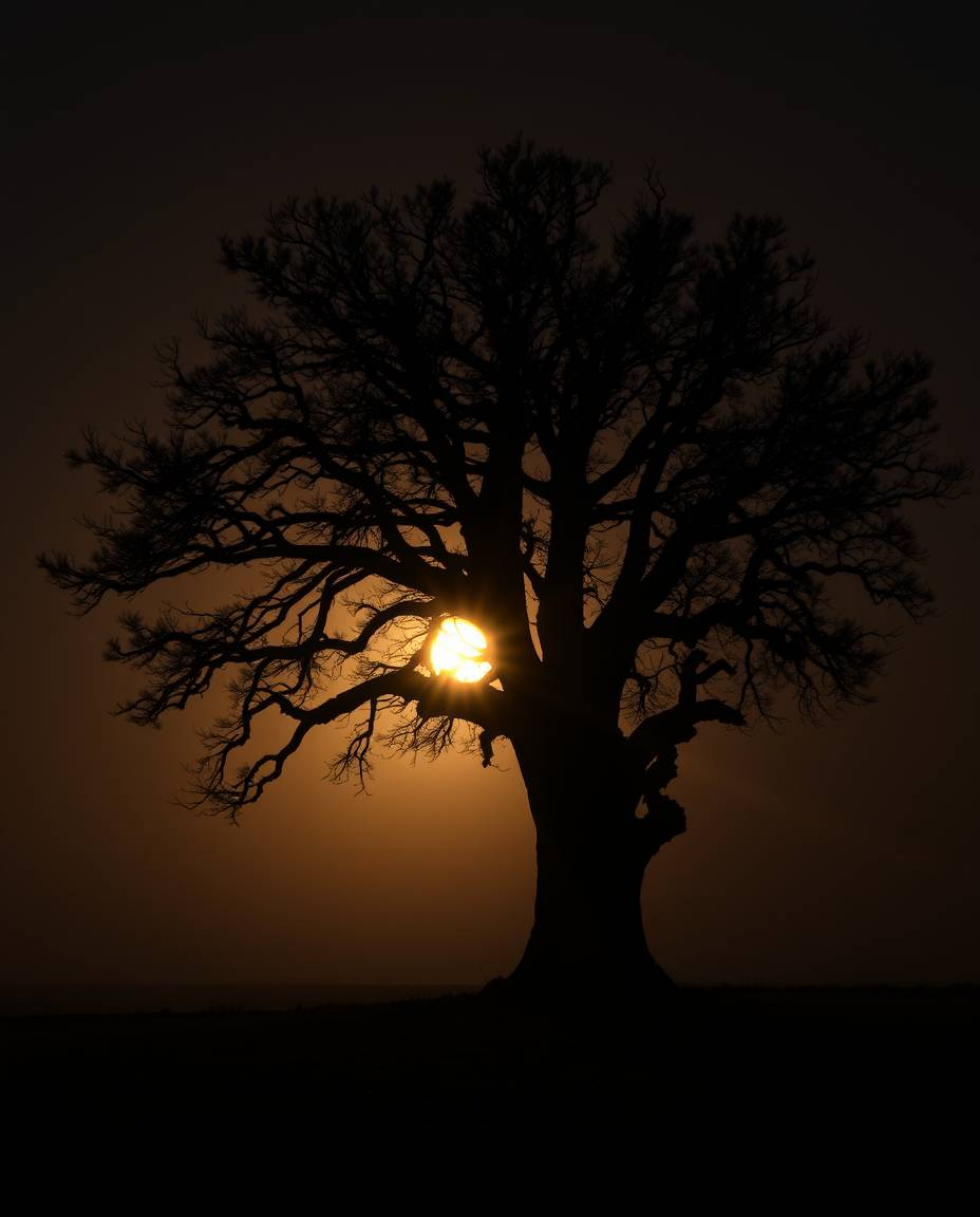 Experience an intense jet black sunset behind an old oak tree, dramatically captured with volumetric lighting. The scene is d