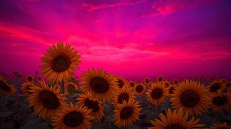 A breathtaking high-resolution stock photo showcasing a vibrant sunflower field bathed in the deep red and purple hues of a d