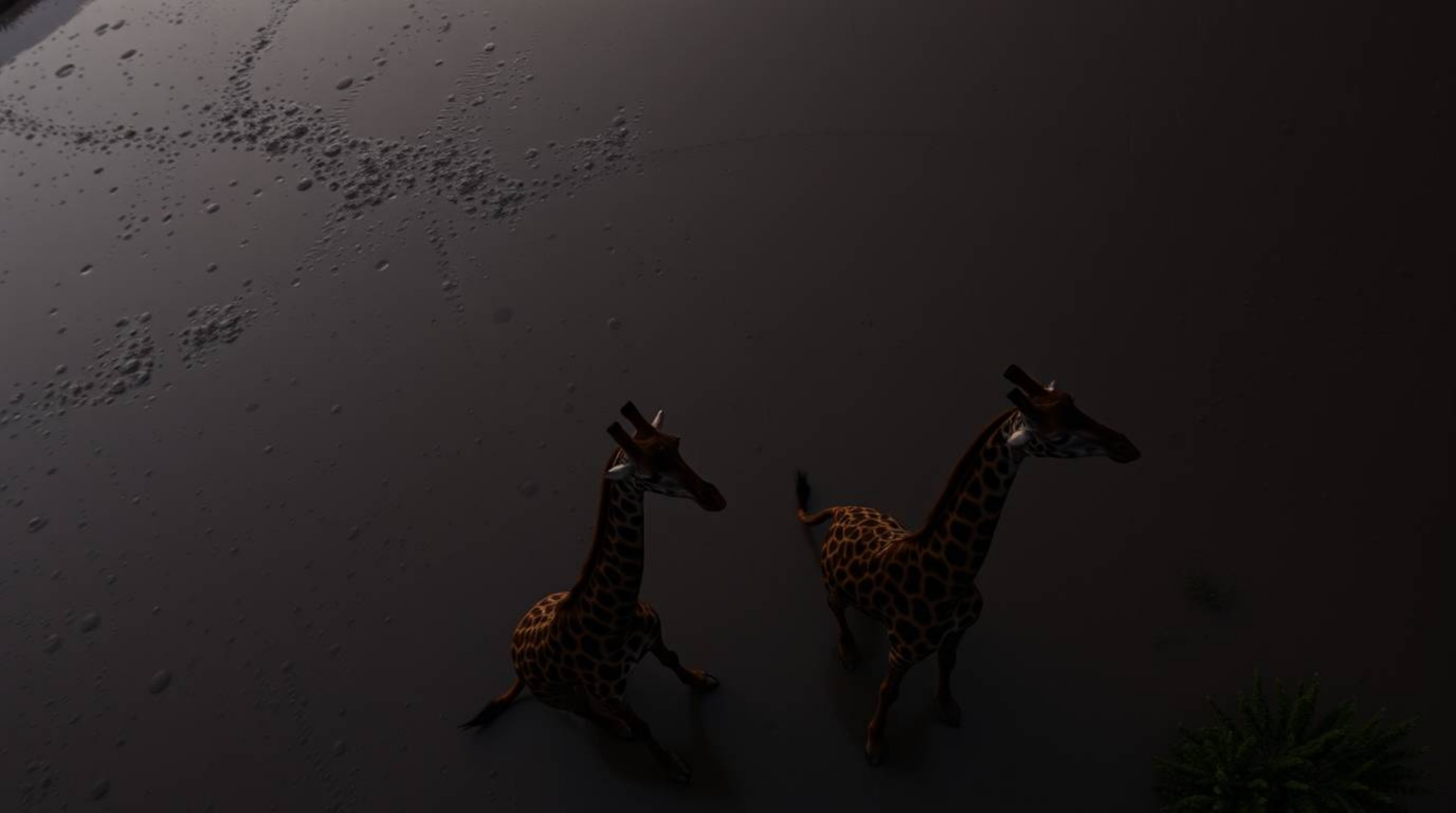 A captivating overhead shot captures a dramatic rainy sunset over the African savanna. Silhouetted giraffes stand majesticall
