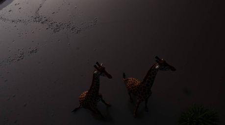 A captivating overhead shot captures a dramatic rainy sunset over the African savanna. Silhouetted giraffes stand majesticall