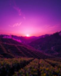 This striking photograph captures a sunset over terraced tea plantations, masterfully employing a blurred bokeh effect and de