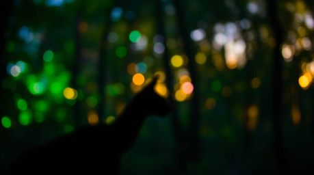 Experience the magic of bioluminescent colors glowing within a blurred bokeh effect as the sun sets, filtering its light thro
