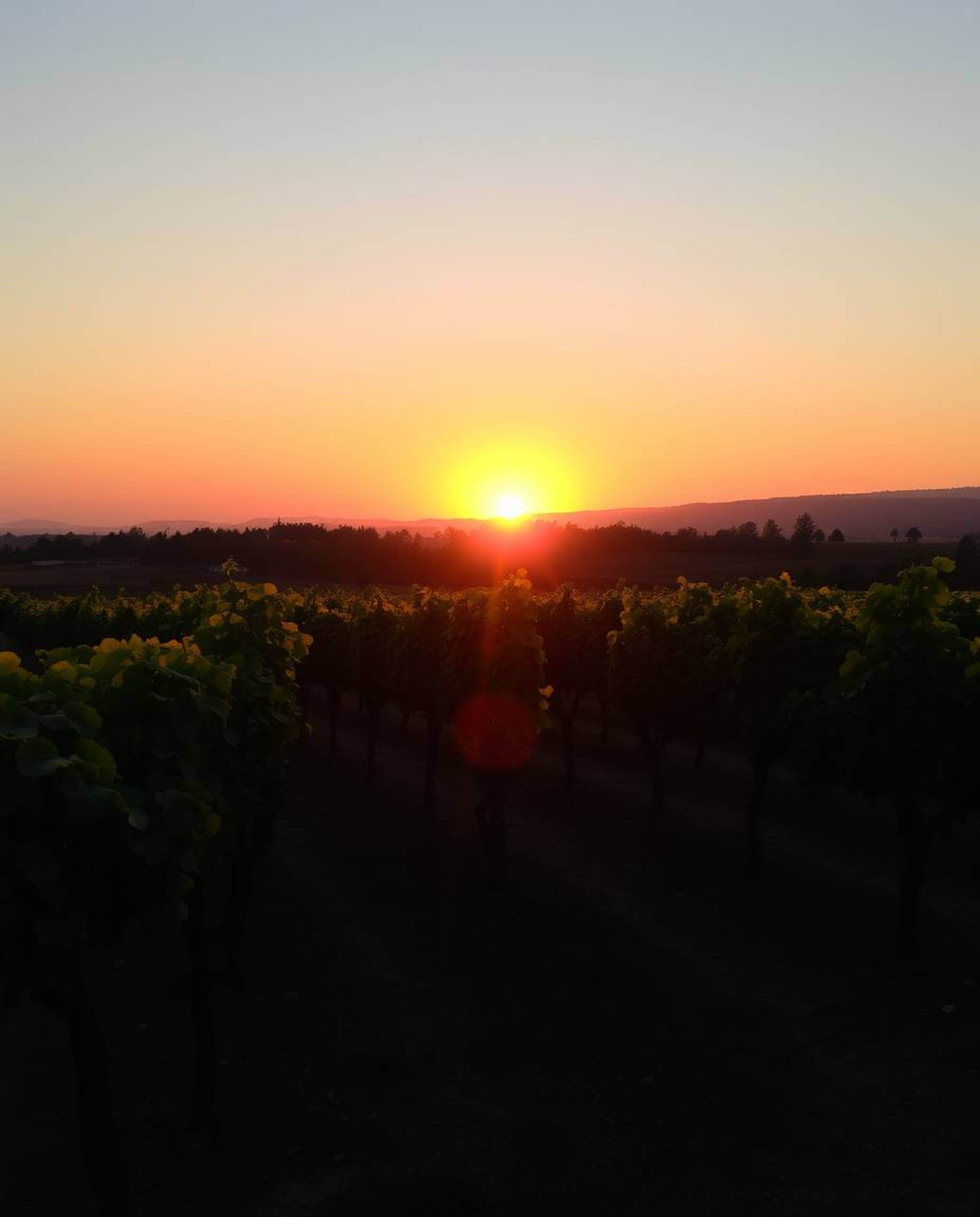 Warm golden hour light illuminates a luxurious and vibrant sunset over a vineyard with rows of grapevines. This stunning scen