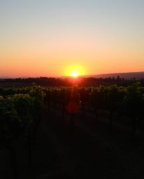 Warm golden hour light illuminates a luxurious and vibrant sunset over a vineyard with rows of grapevines. This stunning scen