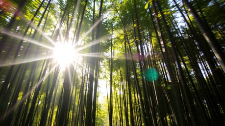 Explore the vibrant energy of a bamboo forest captured in dynamic high-contrast imagery. Bathed in strong sunlight, the scene