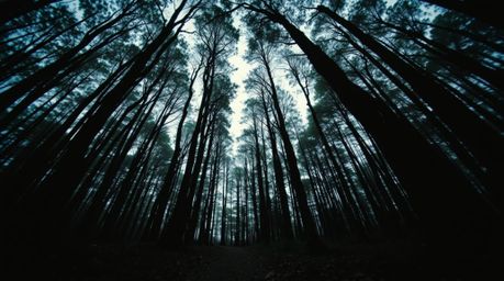 Experience a captivating chase scene through a looping forest background. This visually striking composition features a stron