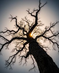 A bird’s eye view of a sunset behind a twisted oak tree, where soft light from overhead casts diffused shadows, creating a su