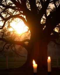 A soft, dreamy atmosphere characterizes this scene of a sunset behind an old oak tree with twisted branches. The landscape is