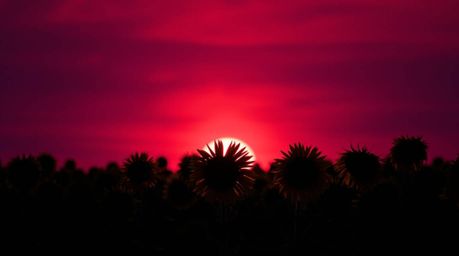 Experience the breathtaking beauty of a sunflower field silhouetted against a deep red and purple sky. The scene is rich with