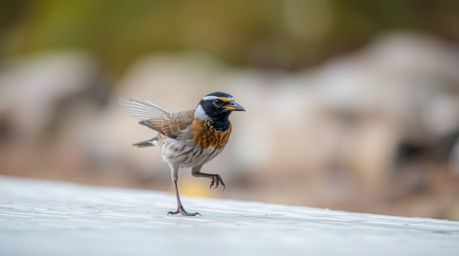 A captivating image featuring a fast-running bird, rendered with sharp focus against a beautifully blurred bokeh background. 