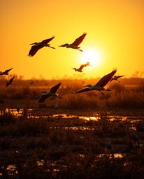 A high-resolution stock photo of a Golden hour wetlands scene with herons in flight. This professional quality image is defin