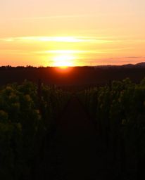 A vibrant sunset casts a dramatic glow over a vineyard with neat rows of grapevines. The scene is illuminated by a strong, ha