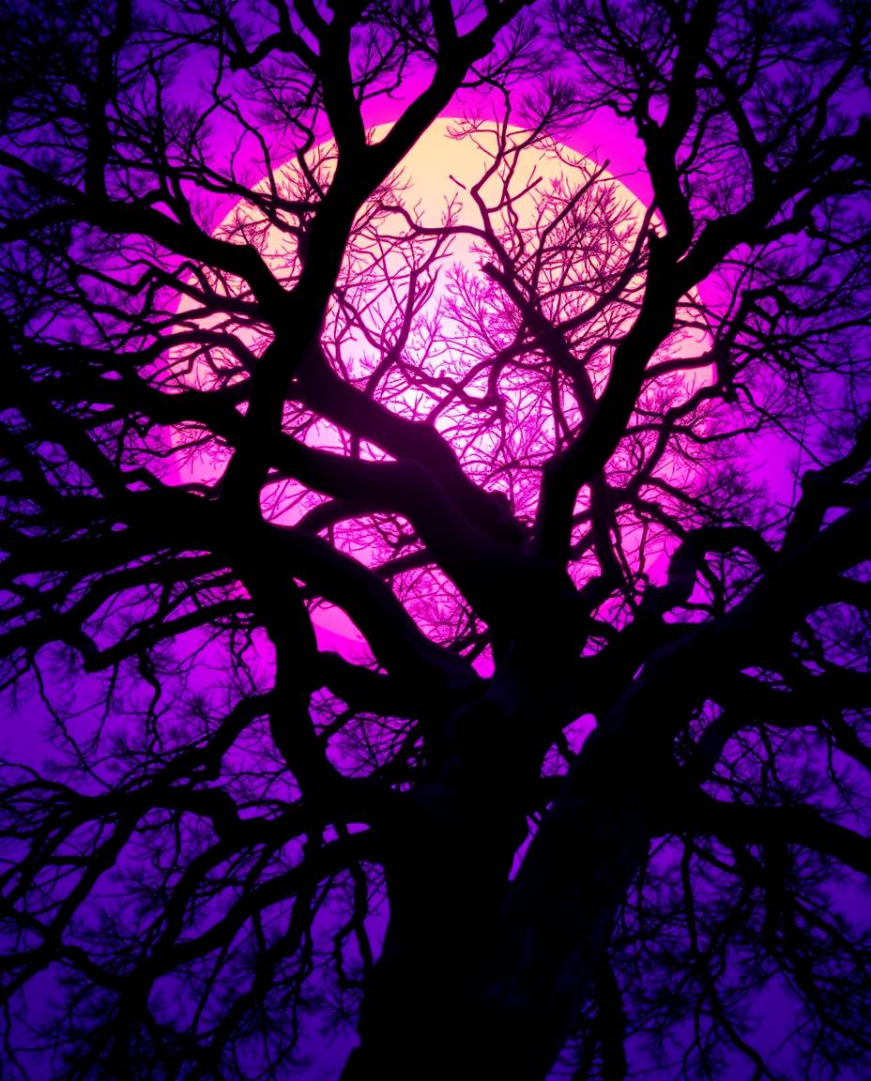 A striking image capturing deep ultraviolet sunset hues behind a gnarled oak tree with twisted branches. The scene is dominat