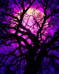 A striking image capturing deep ultraviolet sunset hues behind a gnarled oak tree with twisted branches. The scene is dominat