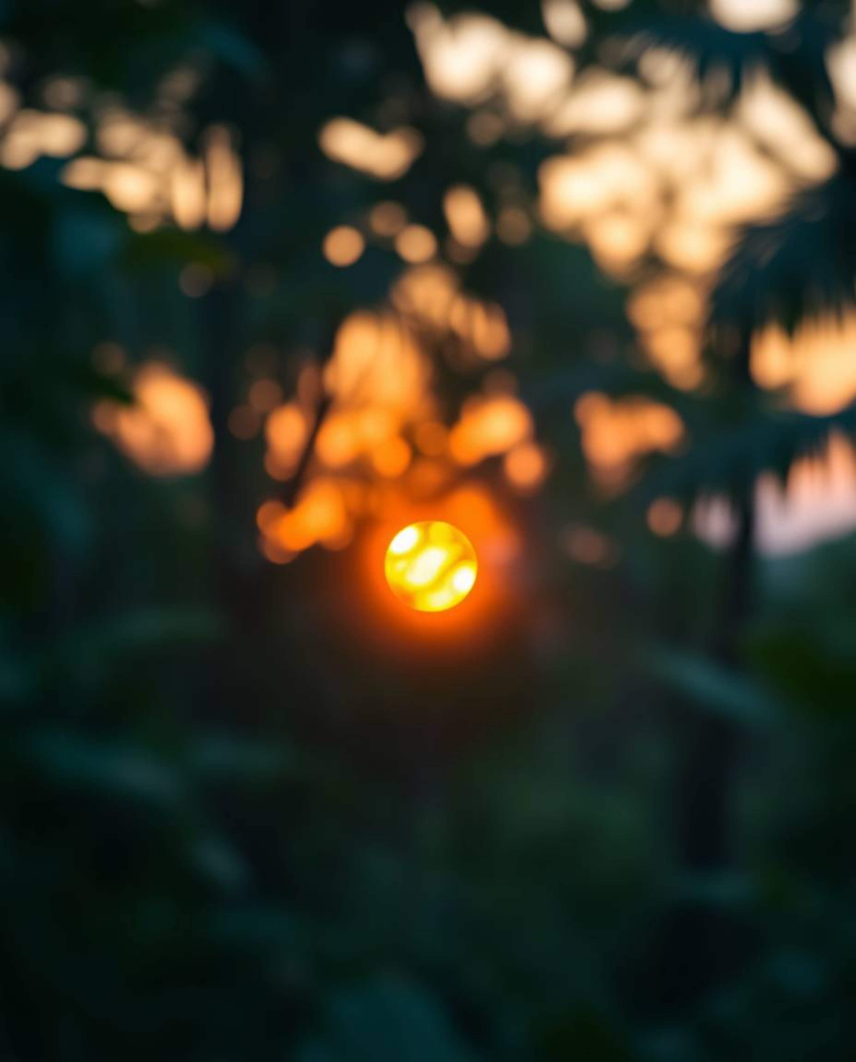A beautiful photograph captures a sunset through a dense jungle canopy, distinguished by a soft, blurred bokeh effect. The co