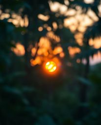 A beautiful photograph captures a sunset through a dense jungle canopy, distinguished by a soft, blurred bokeh effect. The co