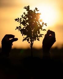 This image captures a powerful scene of hands planting a tree under a golden sky, utilizing high contrast and low key lightin