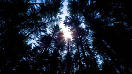 Experience the majesty of nature with this low-angle perspective capturing sunset light filtering through a dense forest. Coo