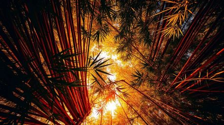 Experience a vibrant and breathtaking bird's-eye view of a lush bamboo forest bathed in the warm, golden light of a setting s