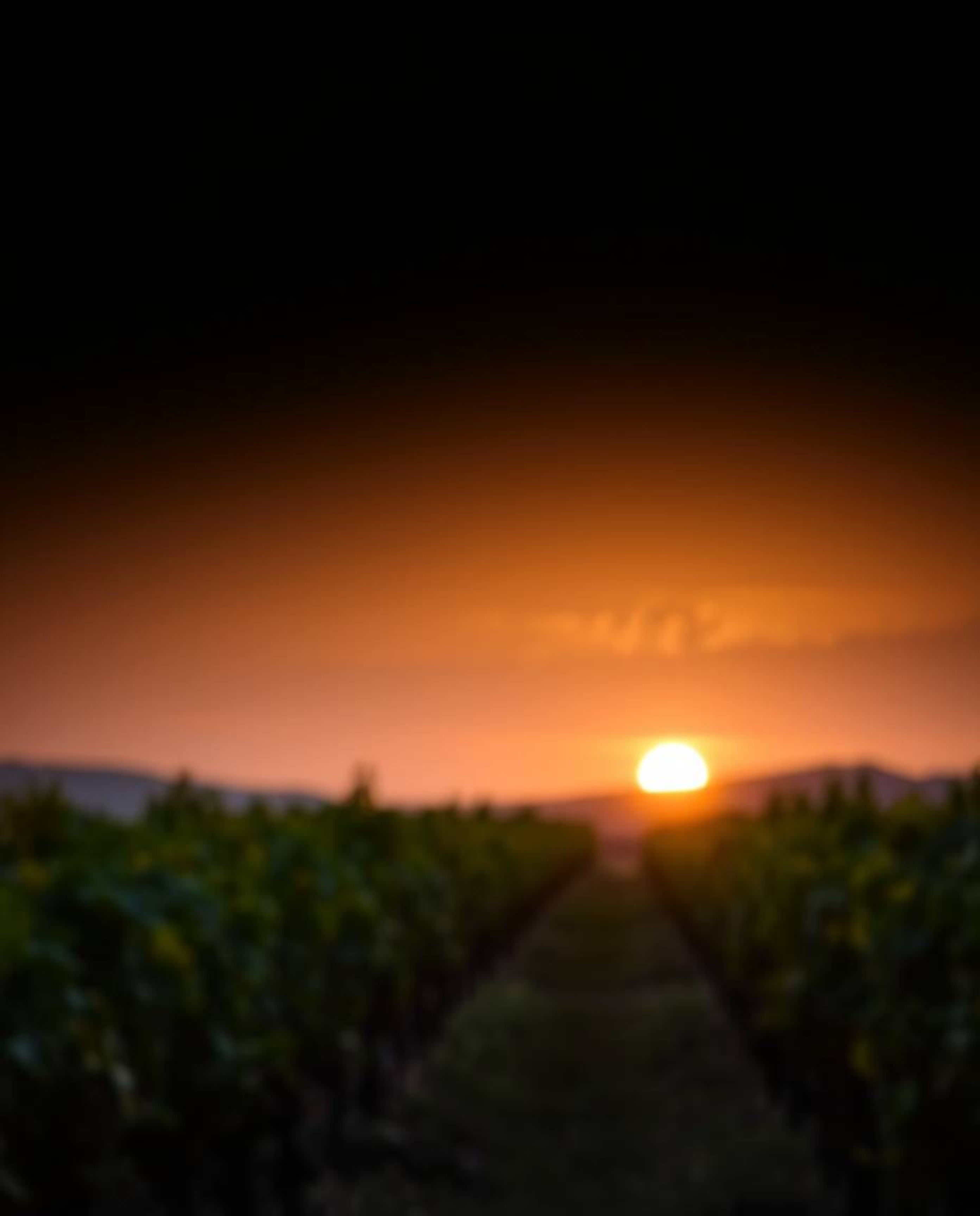 This professional fine art photograph captures a warm yet slightly dark sunset over a vineyard. Employing a soft focus and a 
