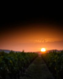 This professional fine art photograph captures a warm yet slightly dark sunset over a vineyard. Employing a soft focus and a 