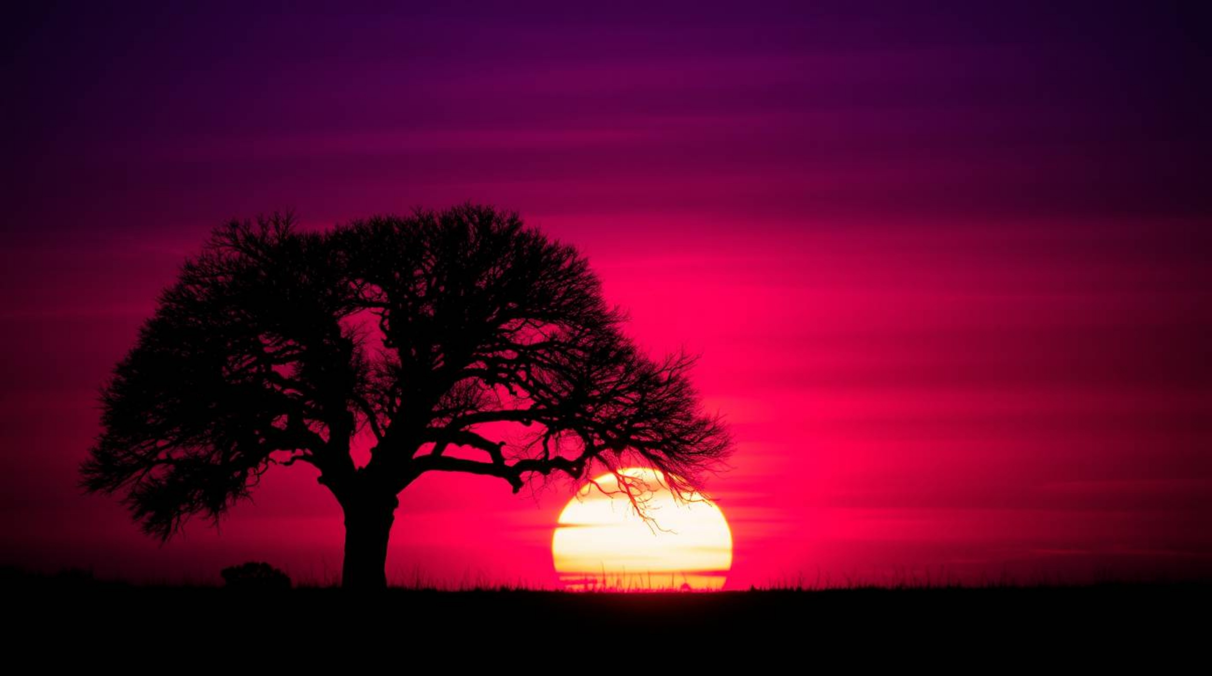 A captivating image of a lone tree silhouetted against a vibrant, fiery sunset.  The scene is rich with deep ultraviolet and 