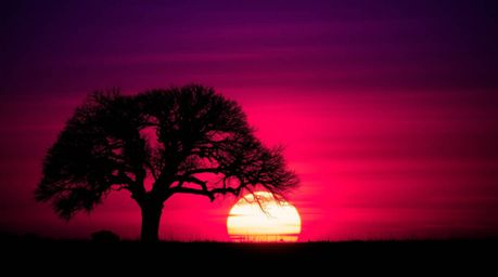 A captivating image of a lone tree silhouetted against a vibrant, fiery sunset.  The scene is rich with deep ultraviolet and 