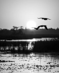 A classic black and white photograph of a Golden hour wetlands scene with herons in flight. Captured from a low-angle perspec