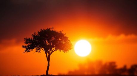 A captivating image of a lone tree silhouetted against a vibrant, fiery sunset. The warm golden glow illuminates the tree in 