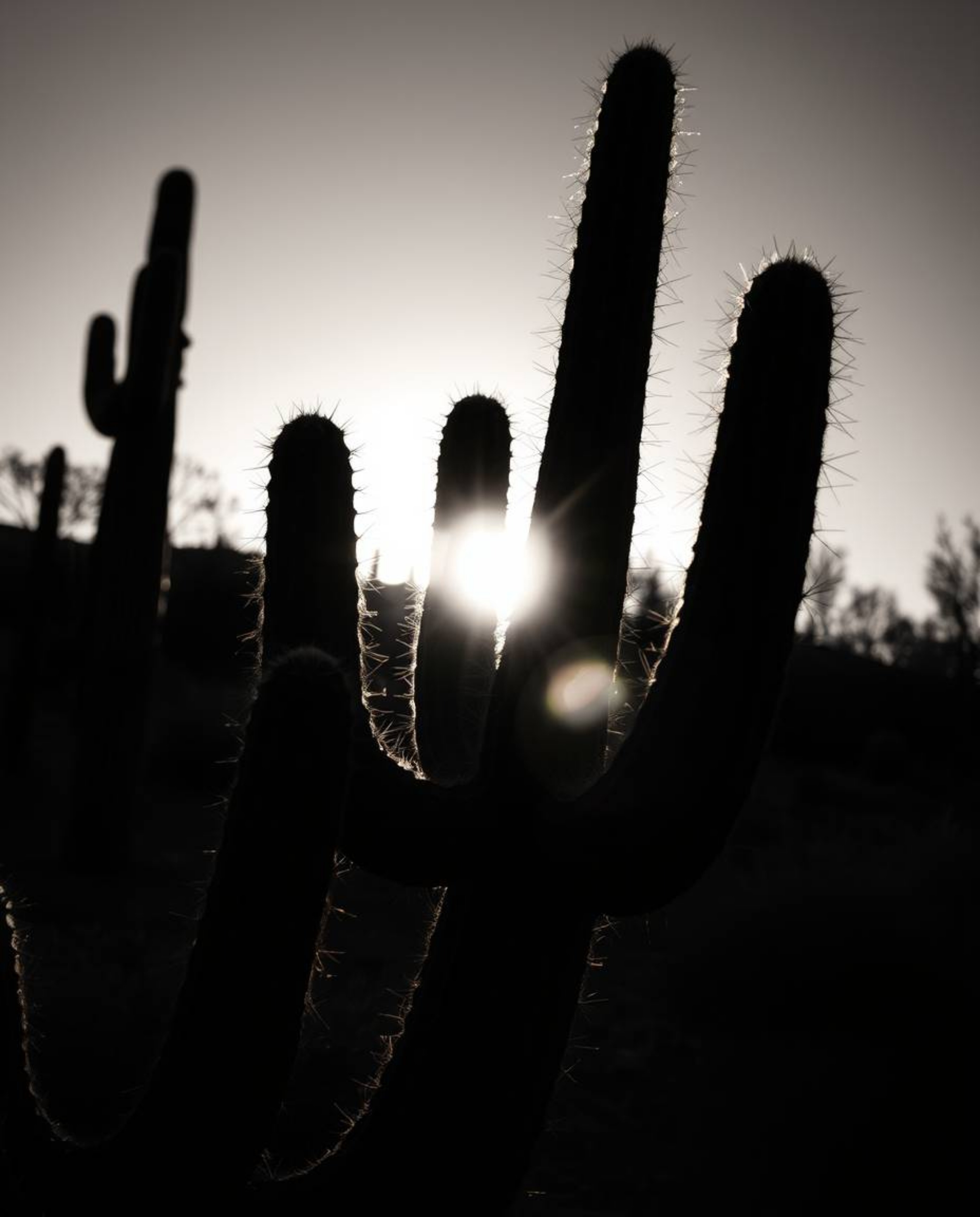 This classic black and white photograph presents a desert cactus from a striking low-angle, captured as it glows in the last 