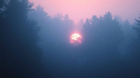 Immerse yourself in a soft, dreamy atmosphere where cool colors paint a scene of hazy sunset light filtering through a dense 