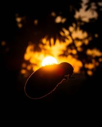 An extreme macro close-up captures a detailed, silhouetted subject set against the backdrop of a sunset viewed through a dens