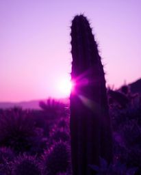 A desert cactus glows with a deep ultraviolet aura in the last rays of the sun. The scene is defined by vivid purples and hig