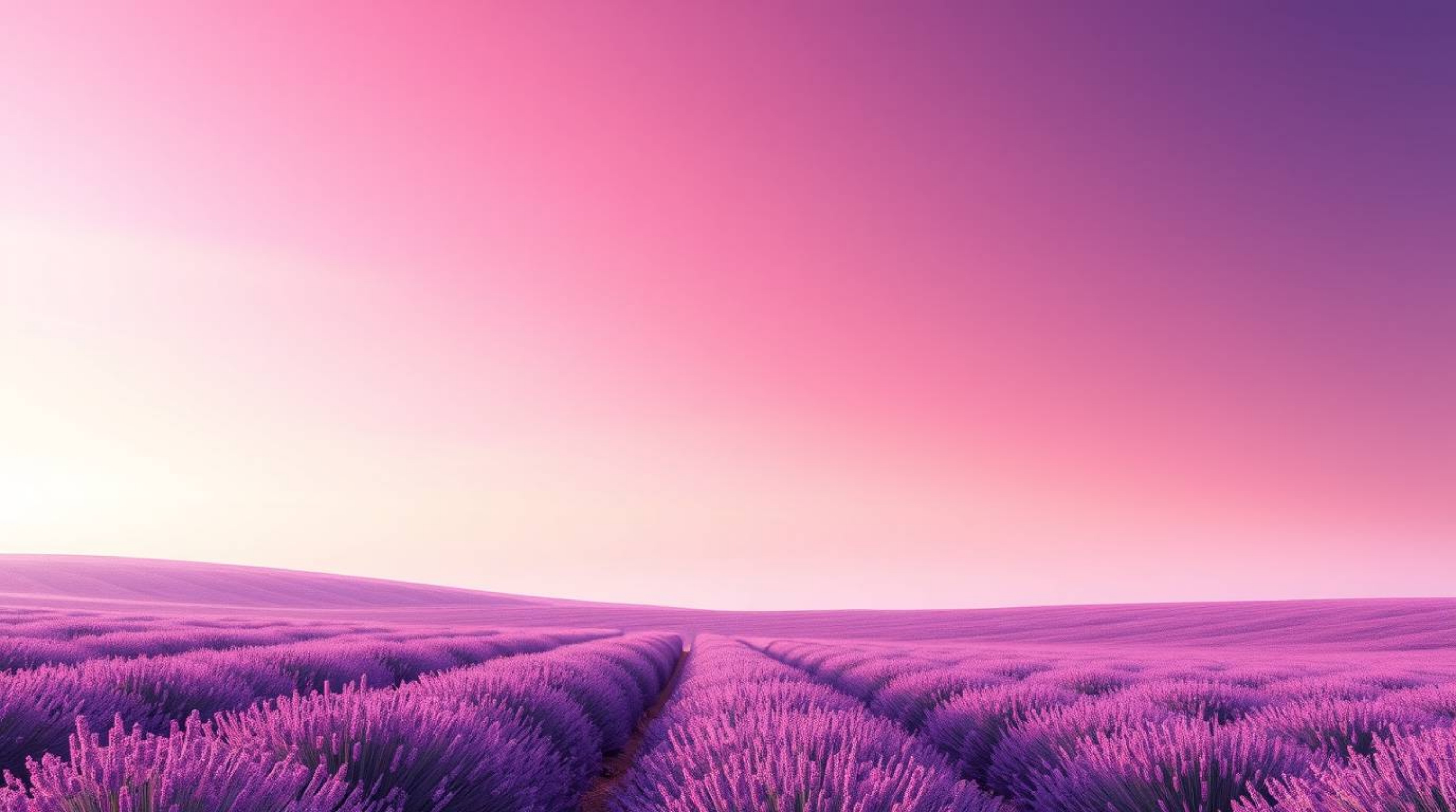 Experience the serene beauty of lavender fields bathed in a dreamy pink sky, captured with a smooth gradient transition and e