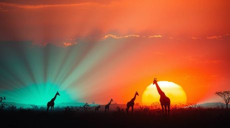 Experience the breathtaking beauty of a savanna sunset.  This stunning scene features silhouetted giraffes against a vibrant 