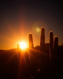 A cinematic photograph captures a desert cactus glowing in the last rays of the sun, illuminated by dramatic lighting and the