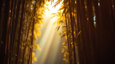Experience the magic of a bamboo forest bathed in the warm glow of a sunset, captured with high contrast and low-key lighting