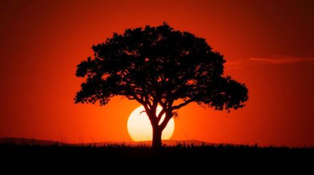 A captivating image showcasing a lone tree silhouetted against a vibrant fiery sunset.  The scene is composed in a dramatic c
